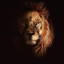 Lion17