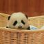 Hayalperest Panda okurunun profil resmi