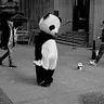 hüzünlü bir pandanın günlüğü