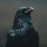 mr.crow